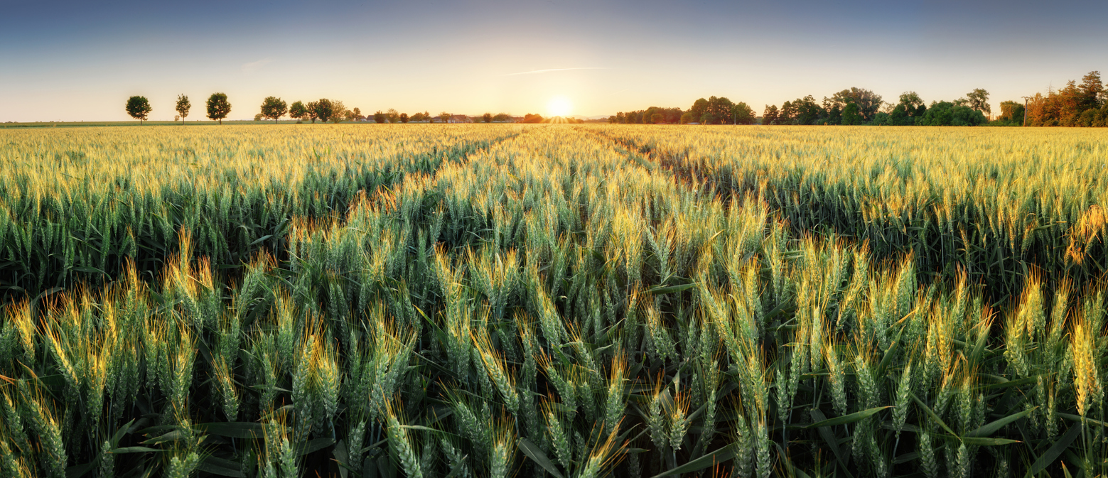 Panorama of wheat field at sunset