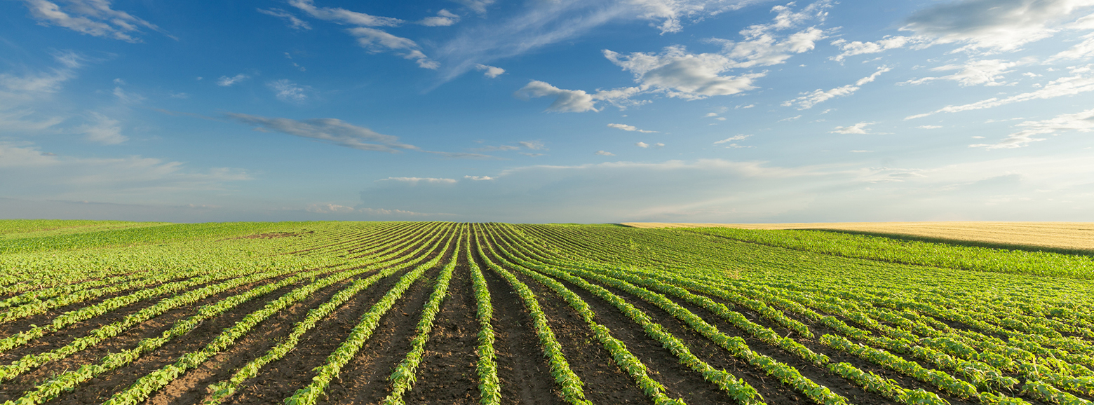 Young soybean crops at idyllic sunny day