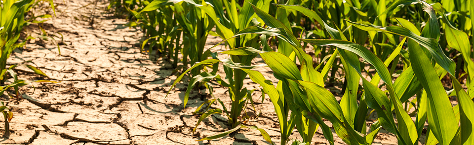 dry corn field