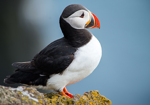 puffin