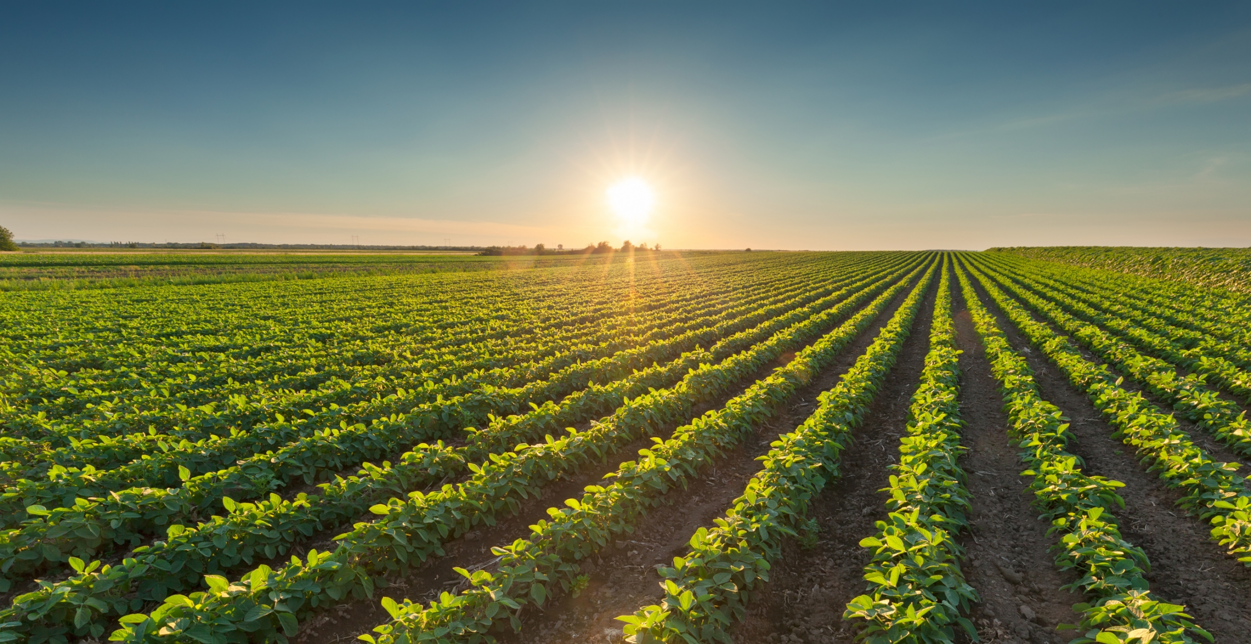 green_farmers_field