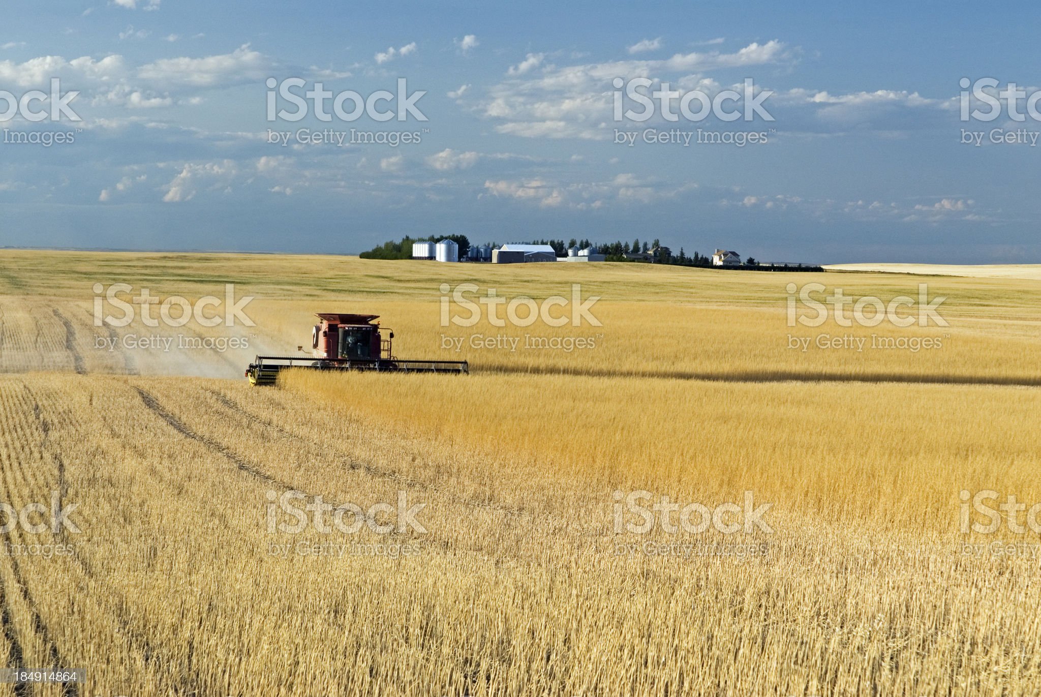 mustard canada istockphoto-184914864-2048×2048