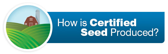 How is Certified Seed Produced?